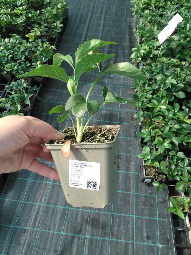 Hellebore Pretty Ellen Pink - 11. 7. 2025