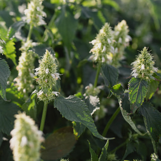 Agastache Alabaster, Loukykvět