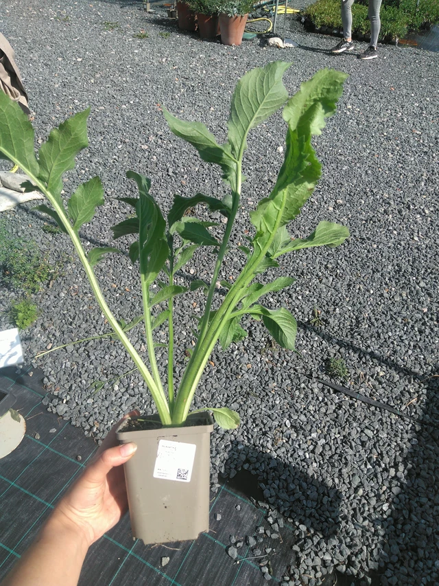 Cefalaria - 11. 7. 2025