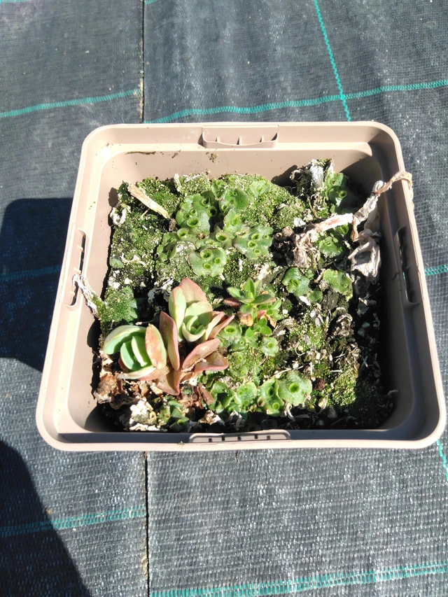 Rozchodník Brilliant - 3. 4. 2025