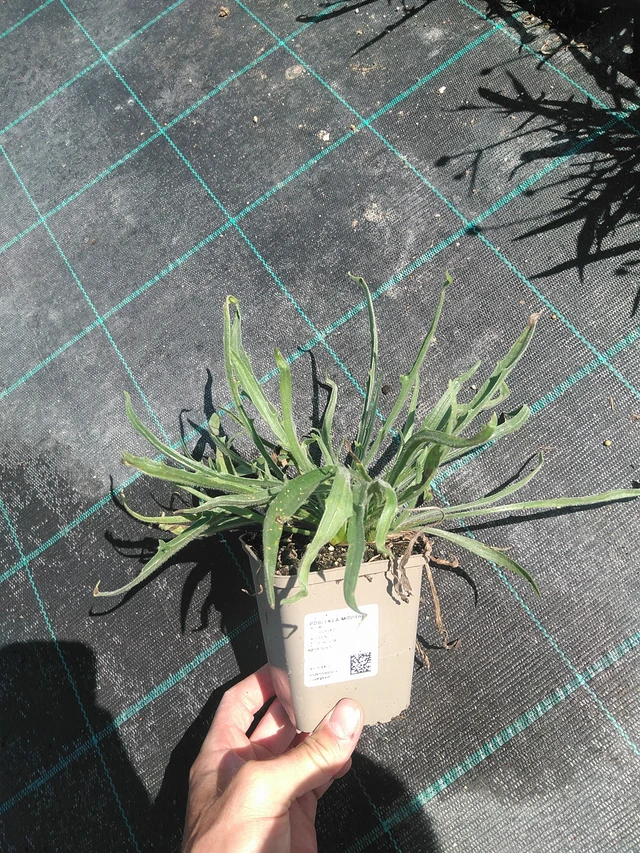 Poblekla modrá - 24. 6. 2025