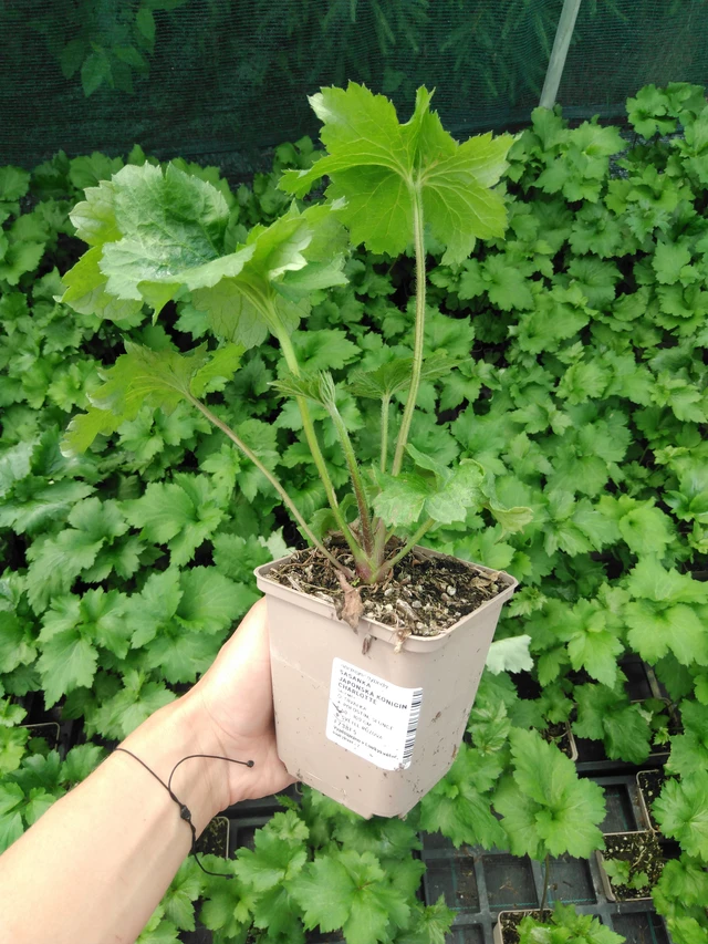 Anémona japonesa Königin Charlotte - 2024