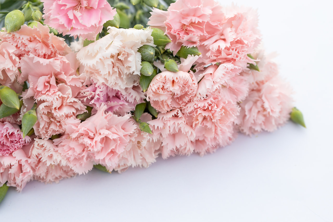 Karafiát Chabaud La France, Loukykvět