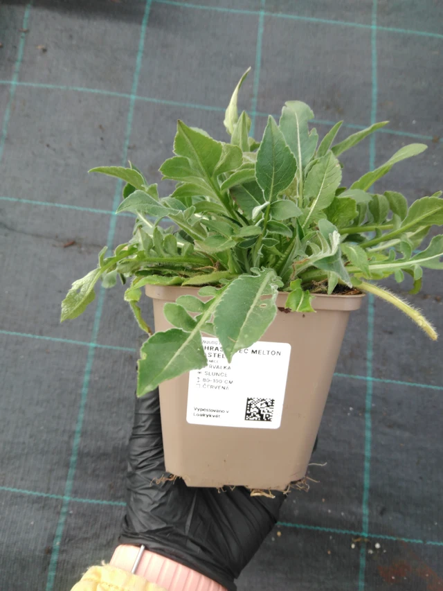 Witwenblume Melton Pastels - 1. 4. 2026