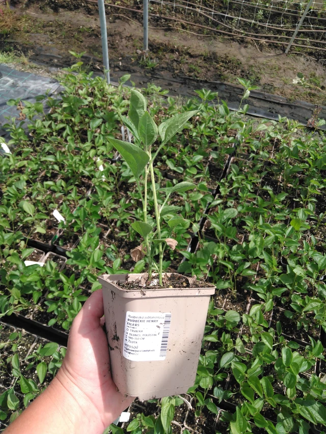 Rudbeckia Henry Eilers - 2024