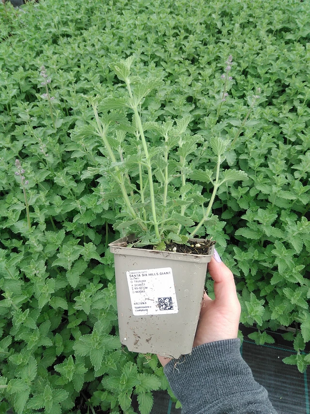 Šanta Six Hills Giant - 9. 6. 2025