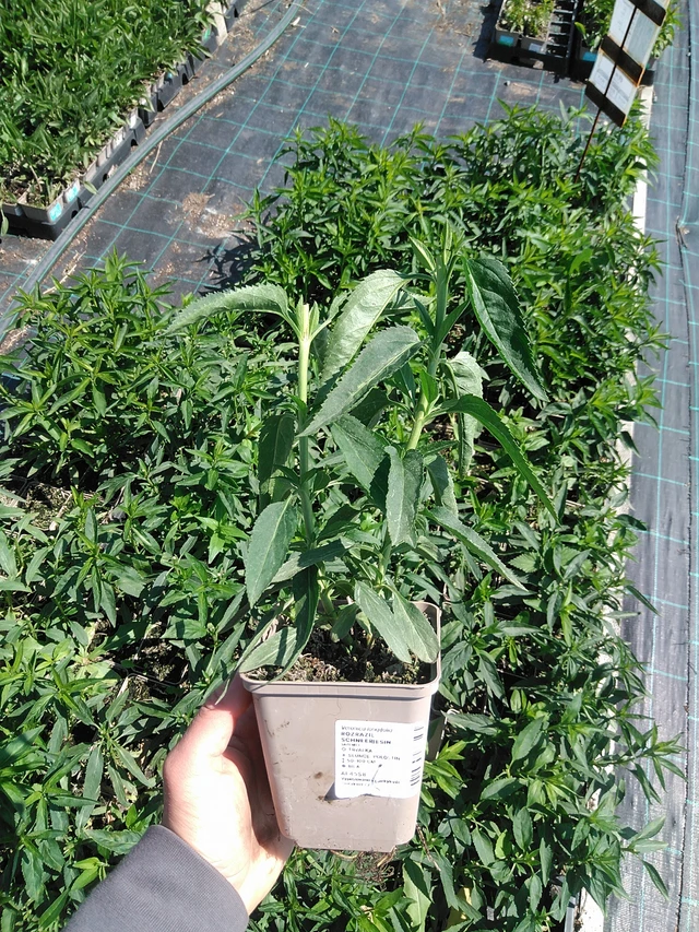 Verónica Schneeriesin - 13. 5. 2025