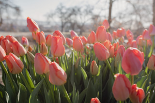 Tulipán Orange Pride (Zantucot), Loukykvět