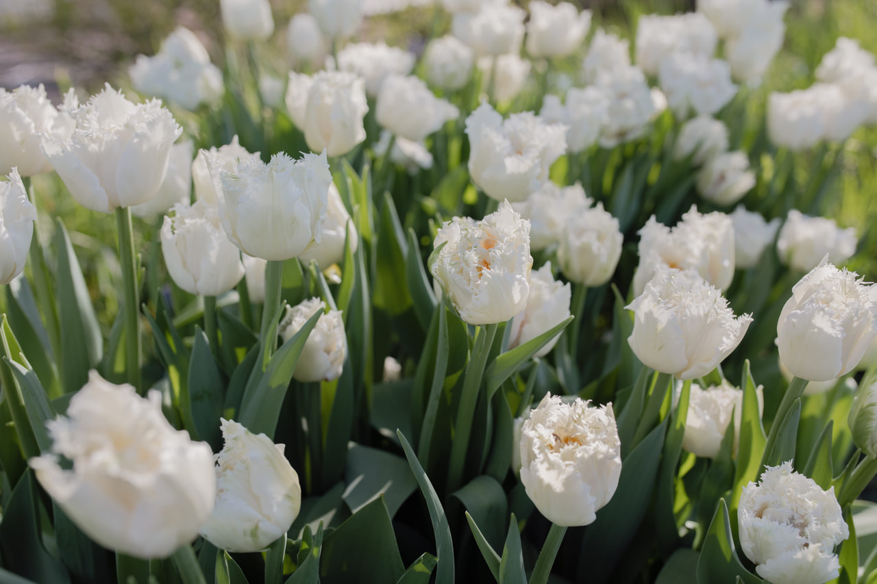 Tulipán White Magic, Loukykvět