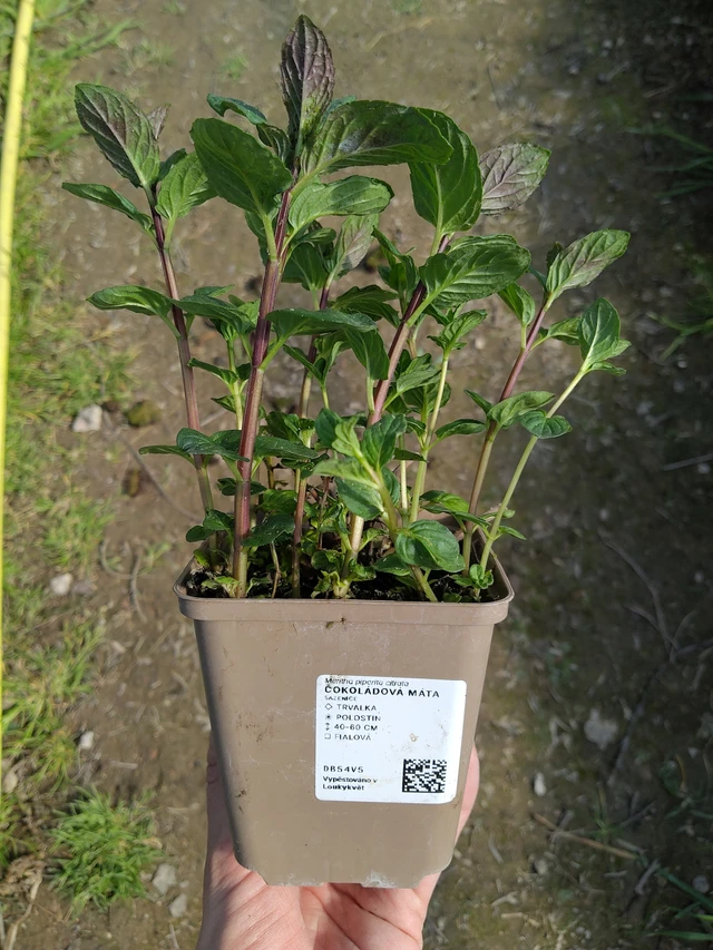 Mięta czekoladowa - 27. 3. 2026