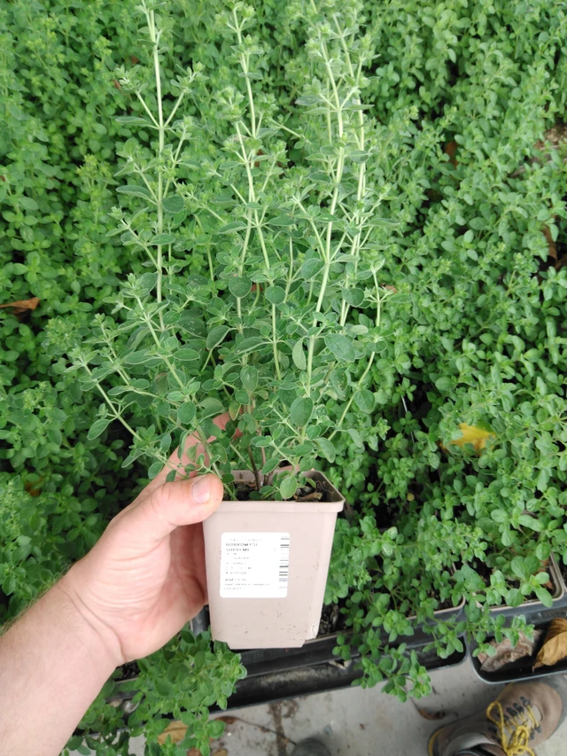 Dobromysl Supreme - 2024