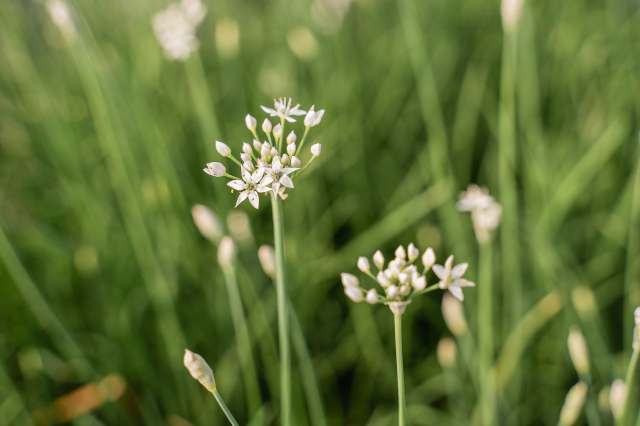 Kínai metélőhagyma, Loukykvět