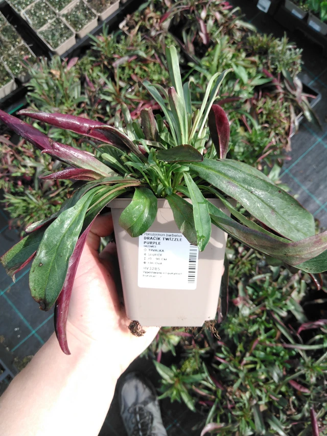 Flor de dragón Twizzle Purple - 2024