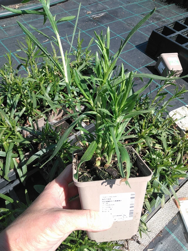 Aster Schneetanne - 13. 5. 2025