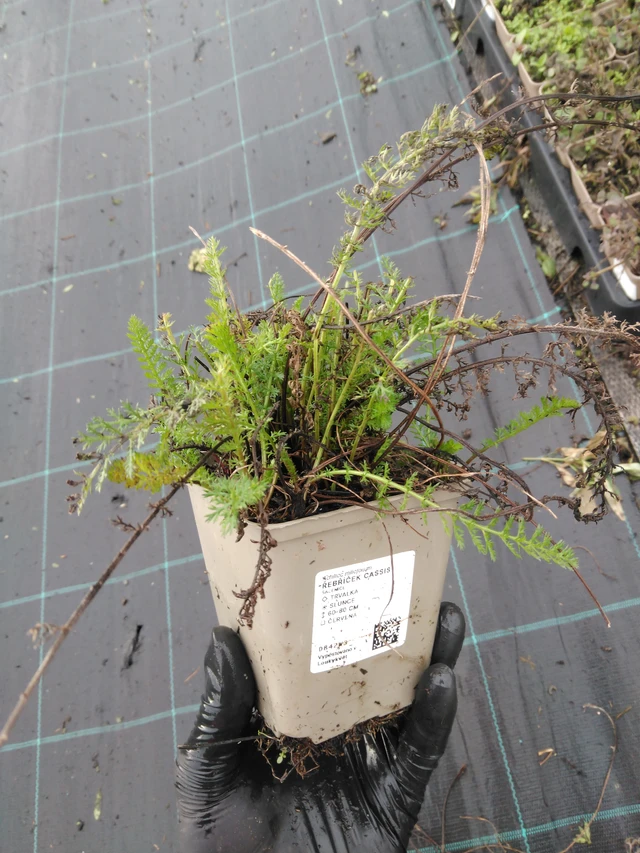 Řebříček Cassis - 23. 10. 2025