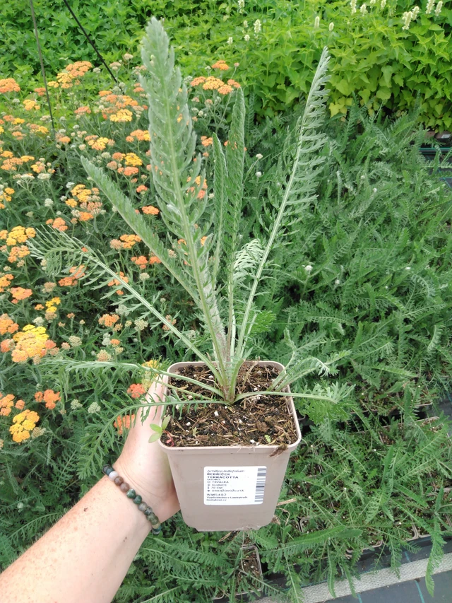 Řebříček Terracotta - 2024