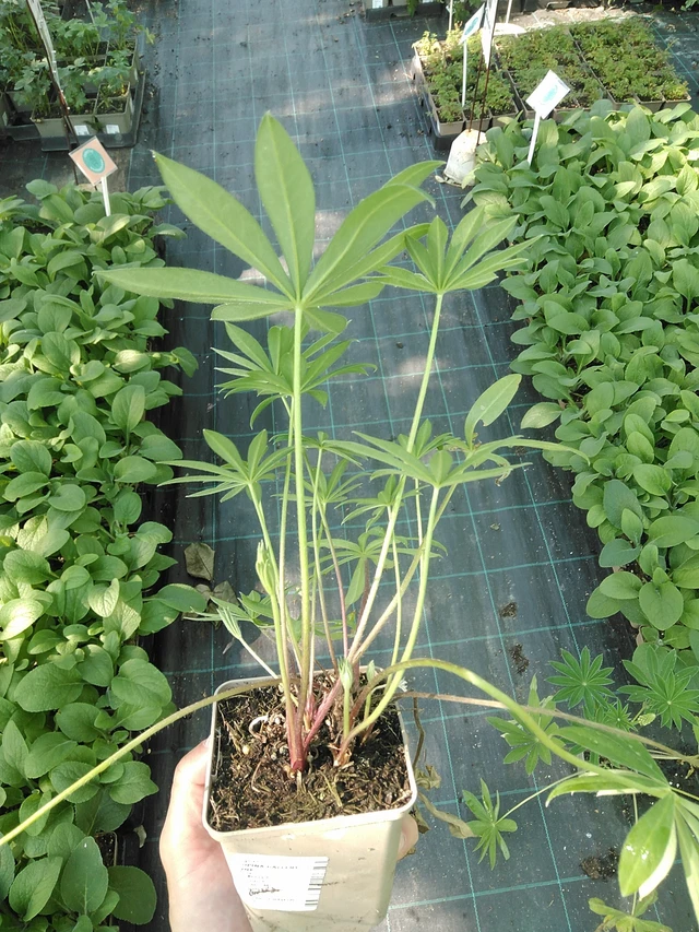 Altramuz Gallery Pink - 1. 7. 2025