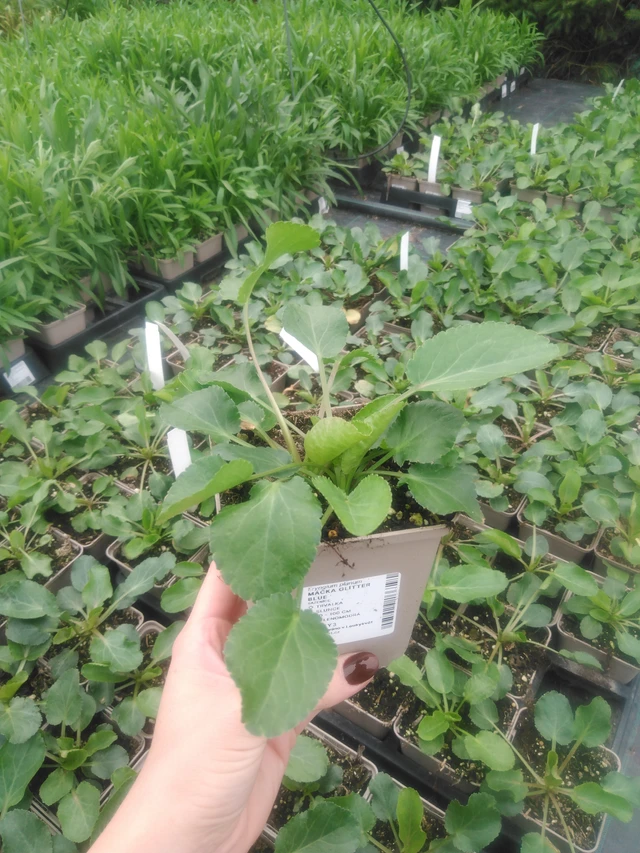 Pallopartiainen Glitter Blue - 2024