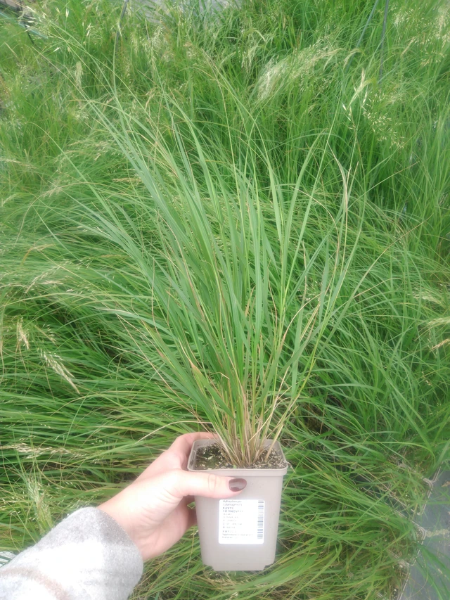 Kavyl třtinovitý - 2024