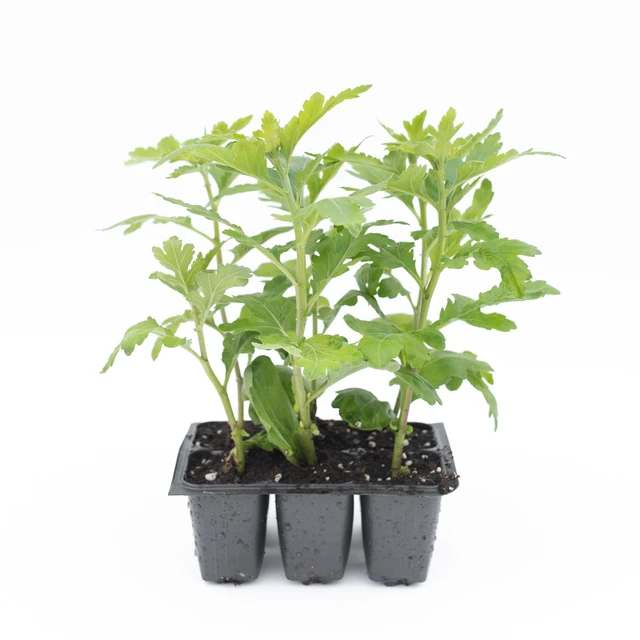 Chryzantéma Spider Bronze - 2024