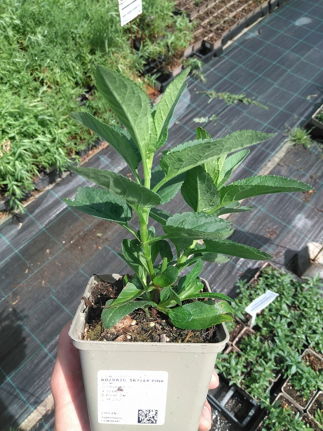 Veronica Skyler Pink - 27. 6. 2025