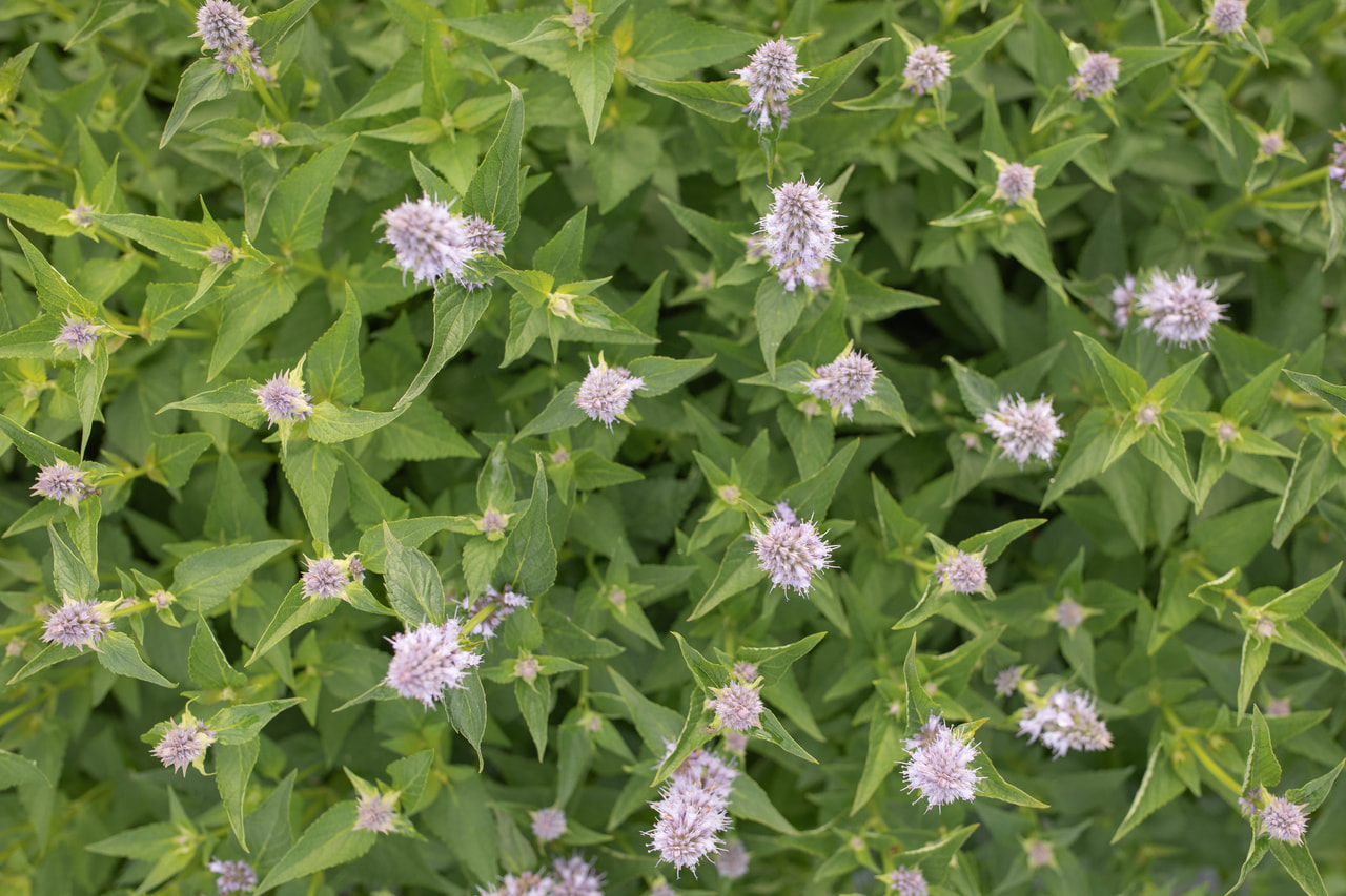 Agastache Blue Fortune, Loukykvět