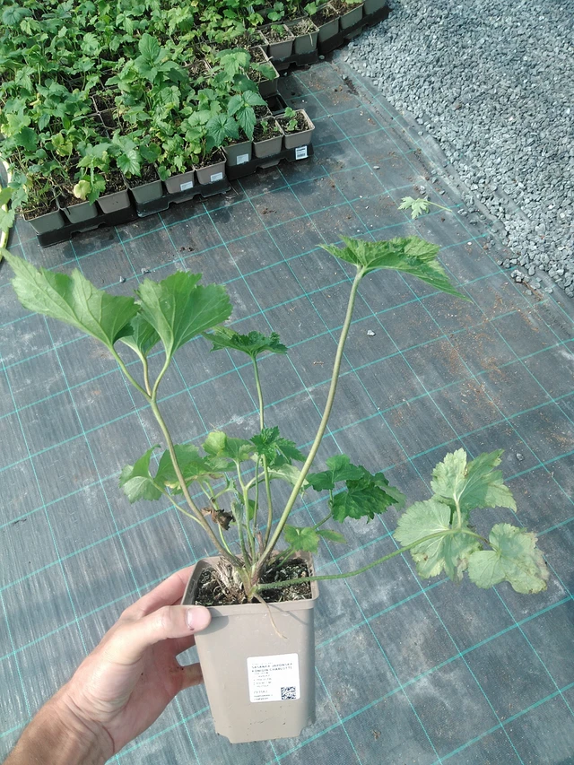 Anémona japonesa Königin Charlotte - 24. 6. 2025