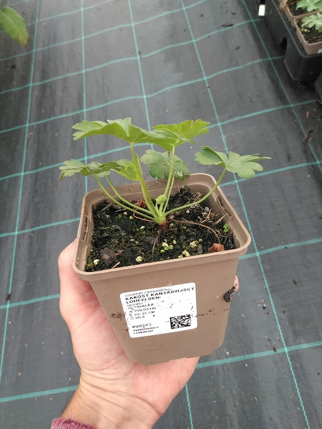 Kurjenpolvi Lohfelden - 21. 7. 2025