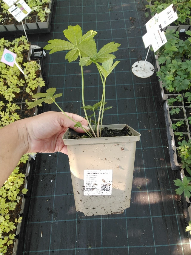 Masterwort Shaggy - 19. 8. 2025