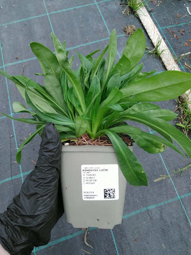 Ragged Robin luční - 10. 9. 2025