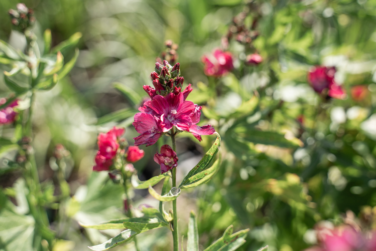 Dalmát mályva Wine Red, Loukykvět