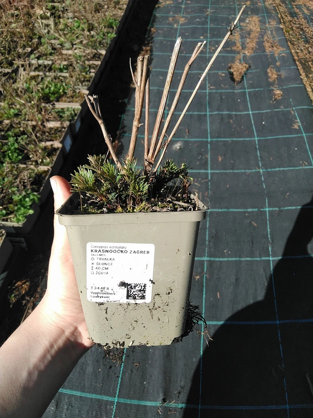 Krasnoočnica Zagreb - 7. 4. 2026