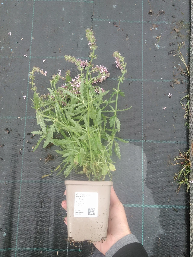 Salvia Feathers Flamingo - 10. 10. 2025