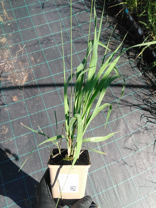 Isosiniheinä Karl Foerster - 19. 8. 2025