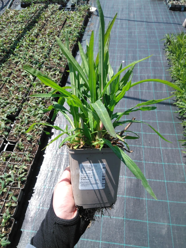 Boltonia decurrens - 13. 5. 2025