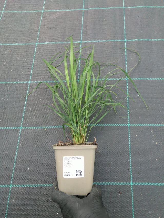 Třtina chloupkatá - 10. 7. 2025