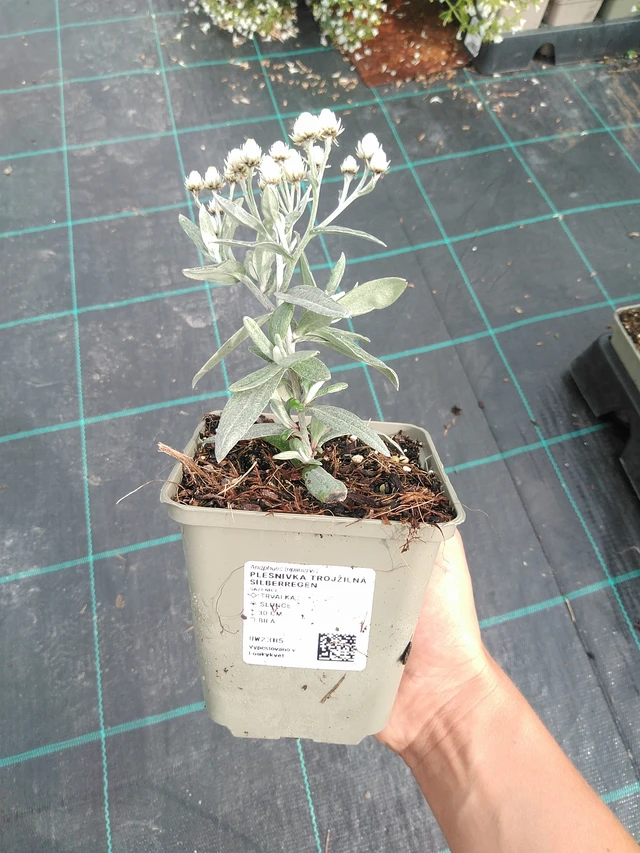 Fleabane three-veined Silberregen - 10. 9. 2025