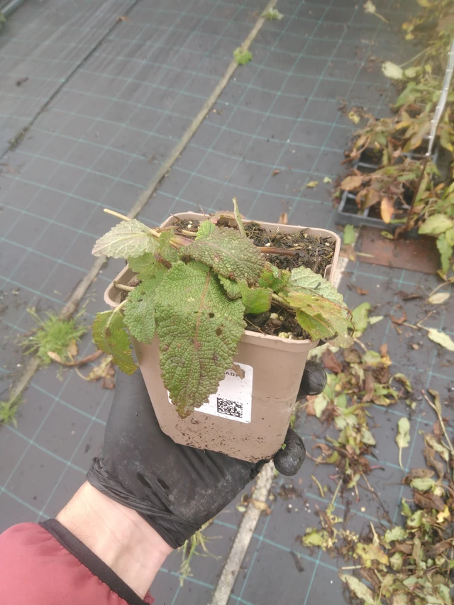 Niittyvirna Twilight Serenade - 23. 10. 2025