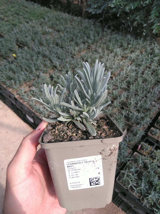 Lavender Silver Mist - 20. 6. 2025