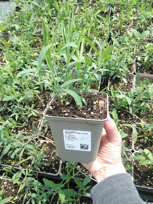 Hajuherne Pink Pearl - 9. 6. 2025