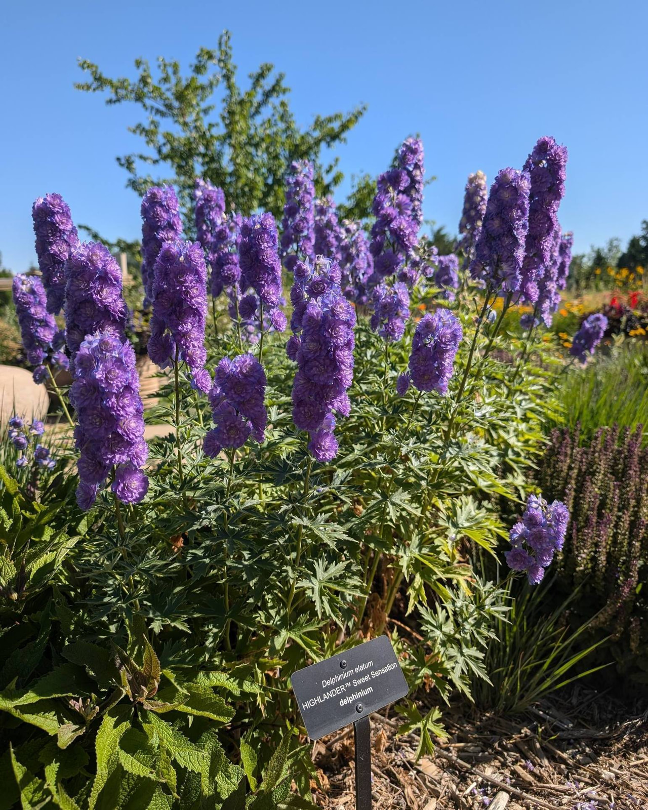 Stračka Highlander Sweet Sensation, Loukykvět