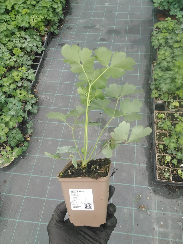 Orlíček White Barlow - 4. 8. 2025