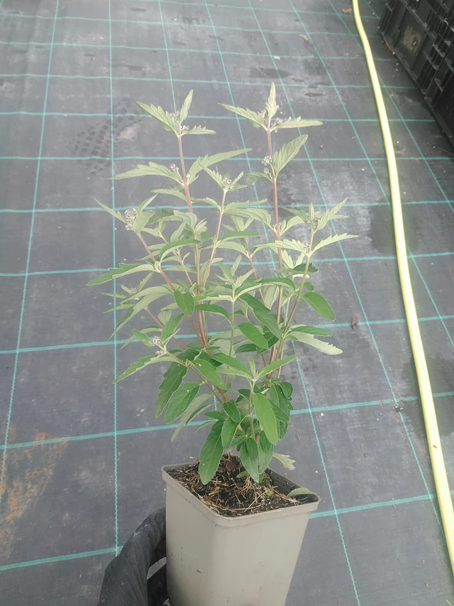 Caryopteris Stephi - 10. 9. 2025