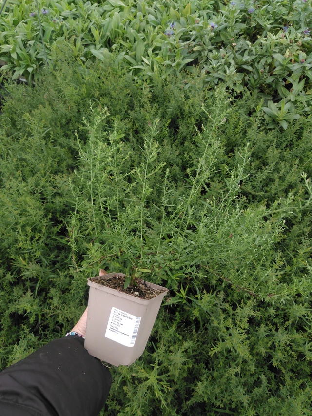 Aster Erlkönig - 2024