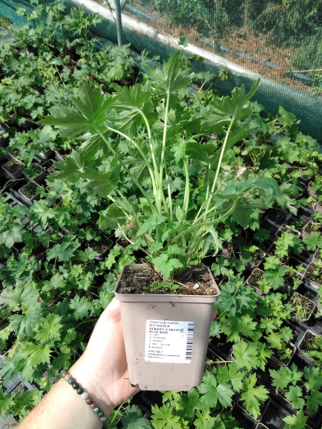 Ostrožka Benary’s Pacific Blue Bird - 2024