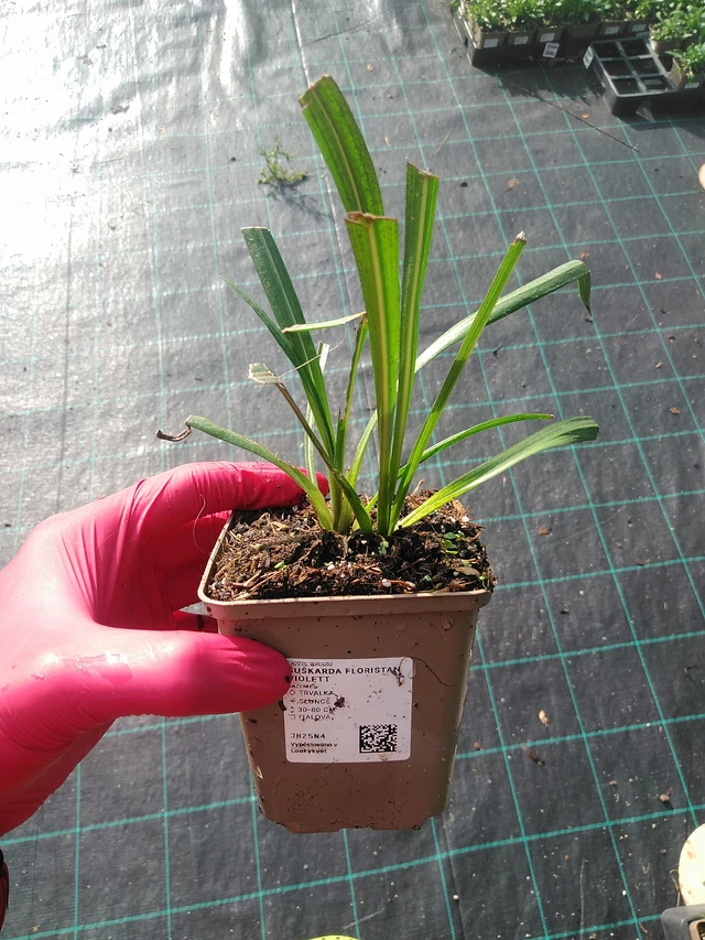 Liatris Floristan Violett - 31. 7. 2025