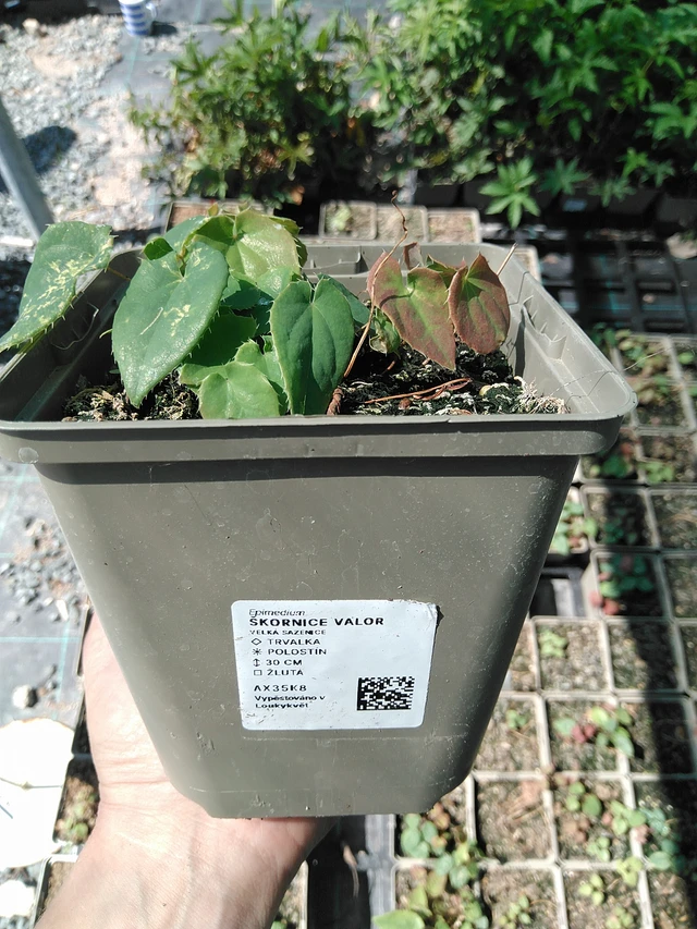 Barrenwort Valor - 13. 5. 2025