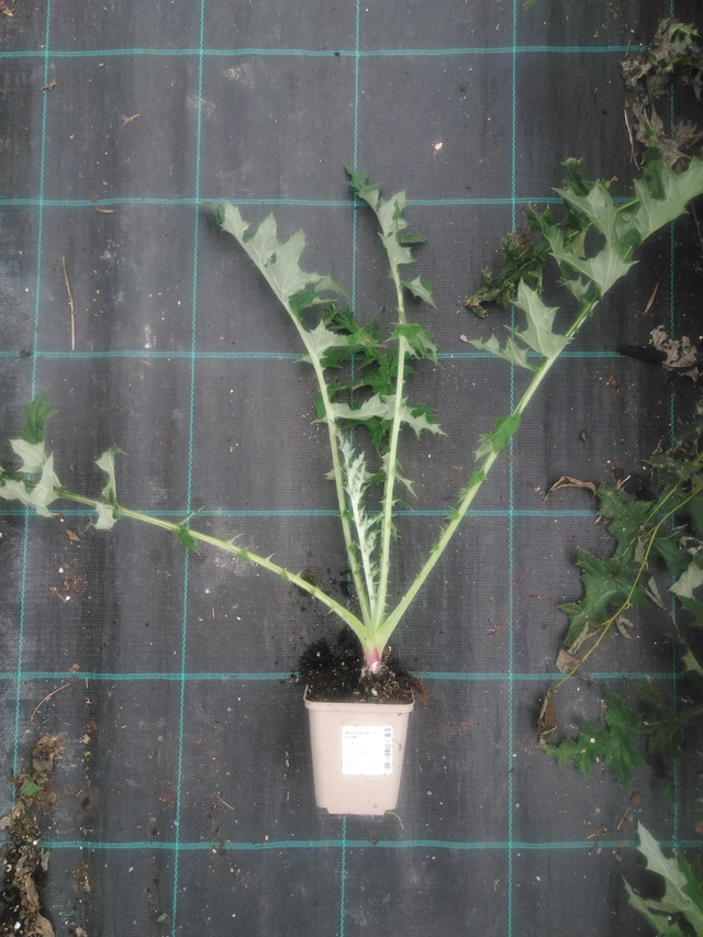 Sinipallo-ohdake Arctic Glow - 2024