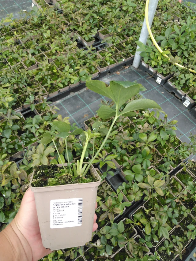 Hellebore Double Ellen Green - 2024