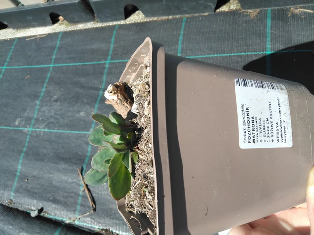 Maksaruoho Matrona - 3. 4. 2025